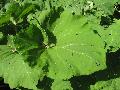 Japanese Butterbur / Petasites japonicus var. Giganteus  
